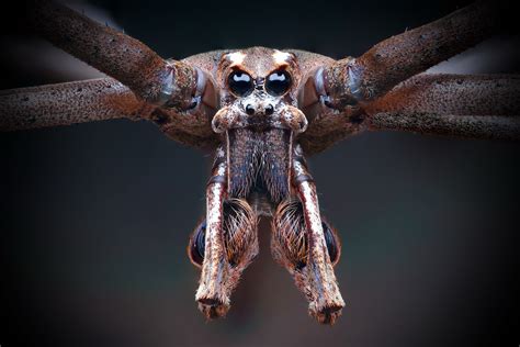 All Sizes Net Casting Spider Deinopis Subrufa Male Flickr Photo