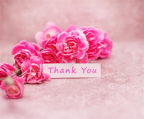 Beautiful Blooming Carnation Flowers With Thank You Wording On White