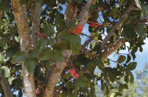 Fruit Trees Home Gardening Apple Cherry Pear Plum Biblical