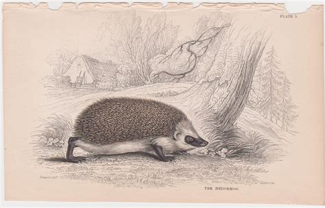 Hedgehog Antique Animal Print Original Hand Colored Etsy Animal
