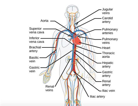 Major Arteries Of Circulatory System Diagram Quizlet