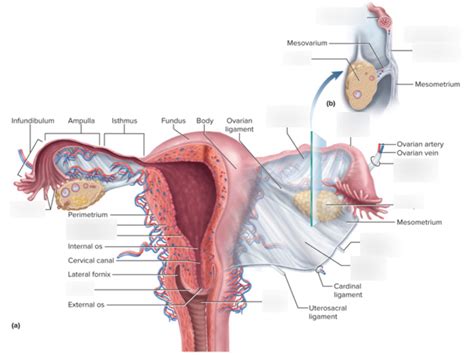Ligaments Of The Female Reproductive System Labeled Cbio Diagram Quizlet