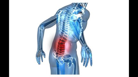 A series of muscles and ligaments in your back hold the bones of your spinal column in. What To Do When You Strain Your Lower Back - YouTube