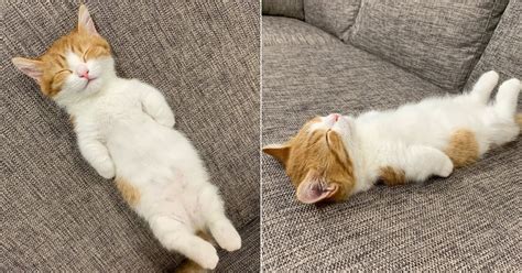 Cute Photos Of Cat Who Sleeps On His Back Popsugar Pets