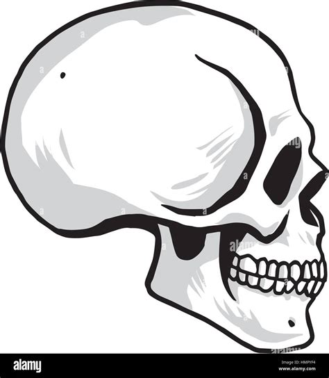 Skull Side View Clip Art Images And Photos Finder