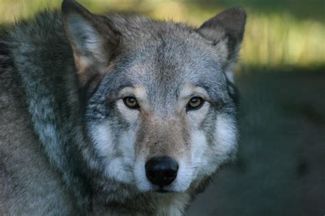 wolf Foto & Bild | tiere, zoo, wildpark & falknerei, säugetiere Bilder ...