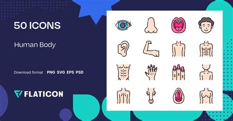 Human Body Icon Pack Lineal Color 50 Svg Icons