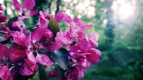 Selective Focus Photography Of Pink Petaled Flowers Picture Image
