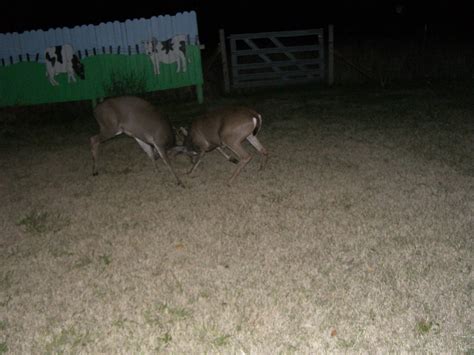 Bucks Fighting These Are Two Bucks Fighting It Out In Our Flickr