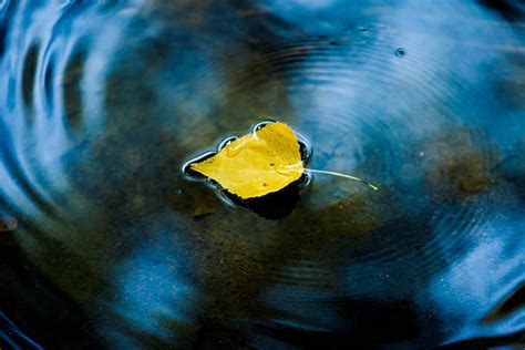 Leaf Floating On Water Stock Photos Pictures And Royalty Free Images