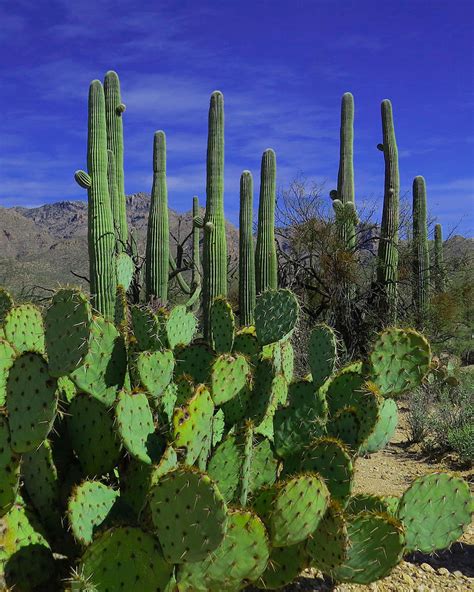 Arizona Cacti By Ed Cheremet