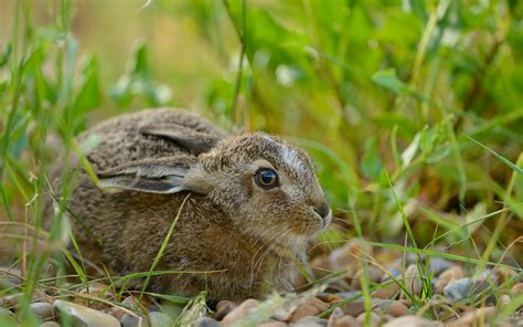 Lapin Fond Décran Hd Arrière Plan 1920x1200