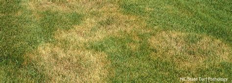 Brown Patch Lawn Disease Milorganite