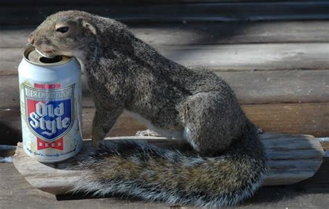 Imagessearchqvery Funny Animals Drinking Beer