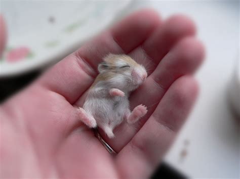 Robo Dwarf Hamsters Pocket Pets 4 Sale