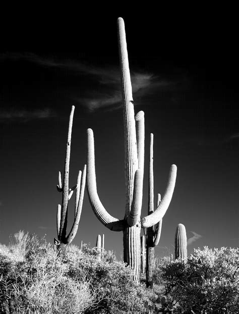 Saguaro Sentinel Original Image From Carol M Free Public Domain