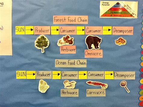 Science Food Chain Sorting Cards Teaching Resources