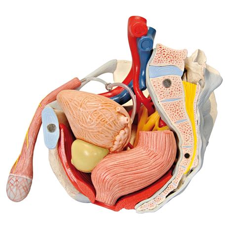 3b Scientific H213 Male Pelvis With Organs