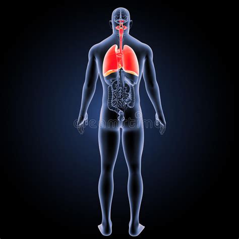 Apparato Respiratorio E Cuore Con La Vista Del Posteriore Degli Organi Illustrazione Di Stock