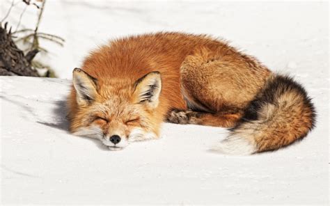 Wallpaper Animals Snow Fauna Vertebrate Dog Like Mammal