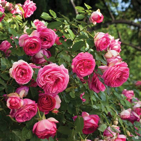 Pretty In Pink Eden Climbing Rose — Green Acres Nursery
