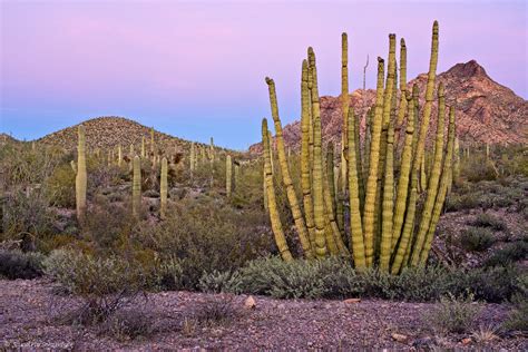 ~ Dawn At Organ Pipe Cactus National Monument ~ Saga