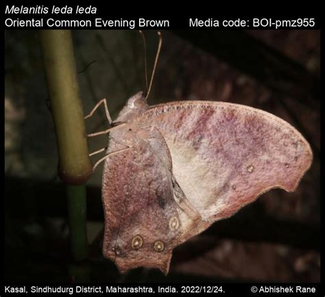 Melanitis Leda Linnaeus 1758 Common Evening Brown Butterfly