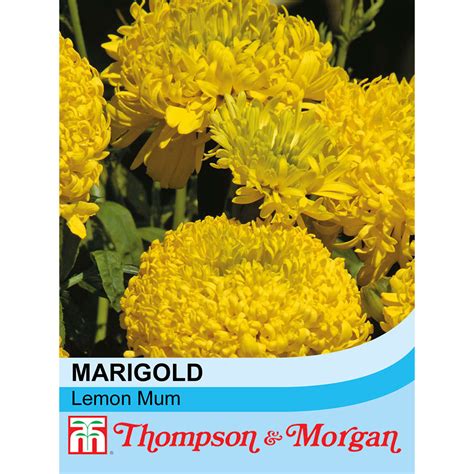 Marigold Lemon Mum Seeds Thompson And Morgan