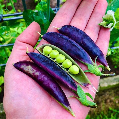 Nicole Holland On Instagram Sugar Magnolia Snap Peas 💜😍 I Am About To