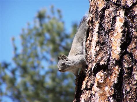 Meet The Pine Squirrels Welcome Wildlife