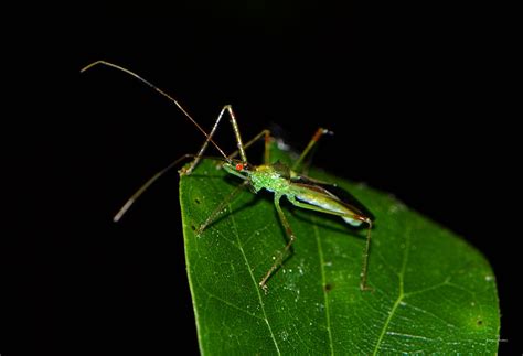 Assassin Beetle 003 Photograph By George Bostian