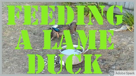Feeding A Lame Duck Youtube