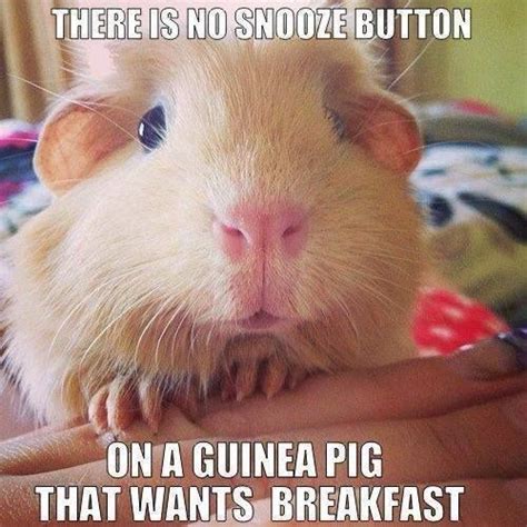 42 Best Guinea Pig Meme Board Images On Pinterest Guinea Pigs Pigs And Cavy