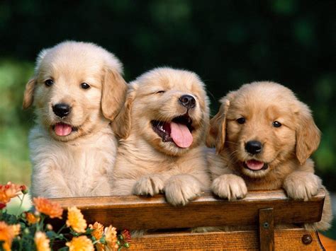 Golden Retriever Puppy Wallpapers Wallpaper Cave