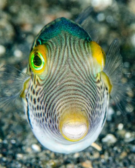 14dsc1268 Sharpnose Puffer Fish Pet Underwater Photography Underwater