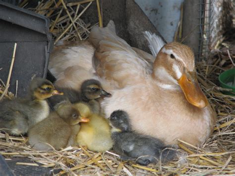 Mother Duck And Ducklings Duck And Ducklings Ducklings Bird
