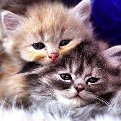 National Cuddly Kitten Day 30 Cute Kittens Who Demand Cuddles Pictures Cattime Kittens