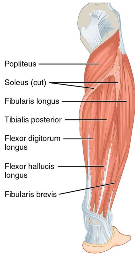 Flexor Digitorum Longus Muscle Wikipedia Human Body Anatomy Body Anatomy Medical Anatomy