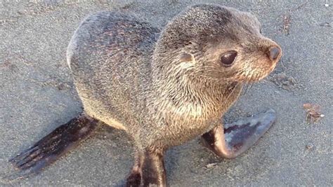 Distressed Seal Pup Shot After Being Separated From