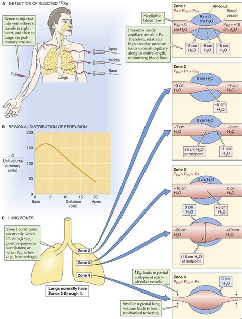 Perfusion Of The Lung Ventilation And Perfusion Of The Lungs The