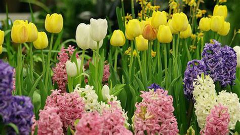See more ideas about flori, plantare de flori, francisco goya. Poze Blog: Imagini Cu Flori Si Mesaje De Florii