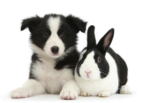 Matching Border Collie And Bunny Photograph By Warren Photographic Pixels