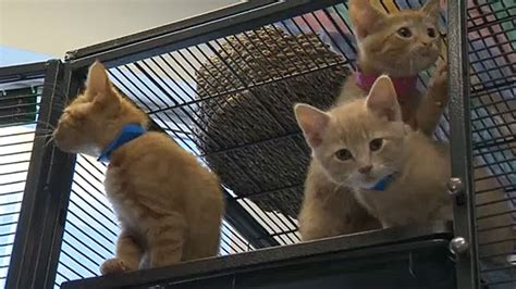 Caregivers Drowning In Cats At Calgary Animal Shelters Ctv News