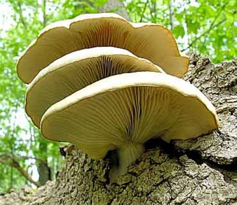 What Are The Different Types Of Edible Mushrooms And How Do You Use Them Hubpages