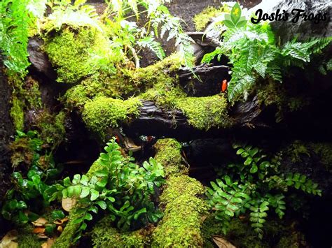 Joshs Frogs How To Guides Growing Moss Vivarium Bioactive Vivarium