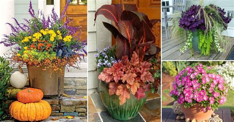 14 Great Fall Flowers For Containers Fall Flowers For Pots Balcony Garden Web