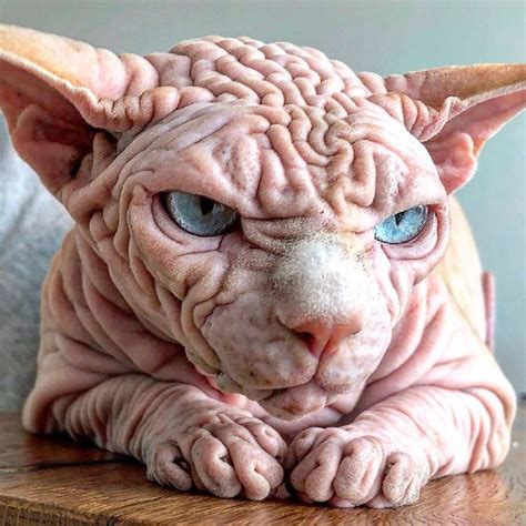 Meet Xherdan The Sphynx Cat Has Won The Worlds Scariest Cat