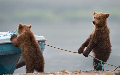 Bear Cubs Playing By A Lake Bing Wallpapers Sonu Rai