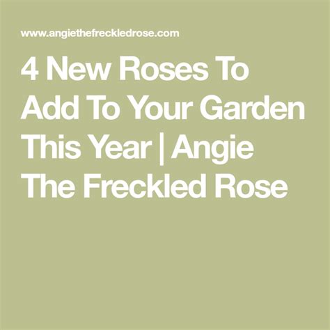 4 New Roses To Add To Your Garden This Year Angie The Freckled Rose
