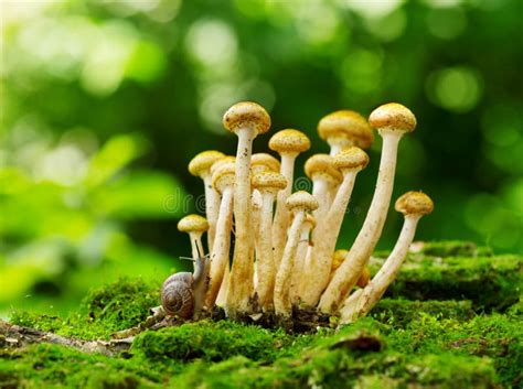 Mushrooms Honey Agaric Stock Photo Image Of Growth Brown 33028918